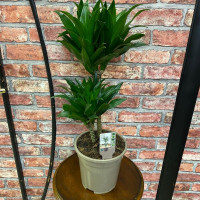 Houseplant Dracaena