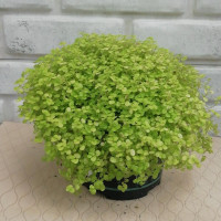 Houseplant Soleirolia