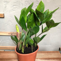 Houseplant Zamioculcas 1