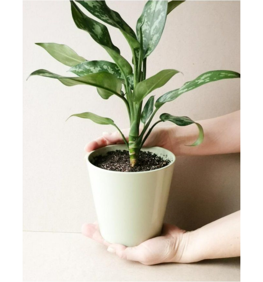 Керамикалық құмырадағы Аглаонема Мари