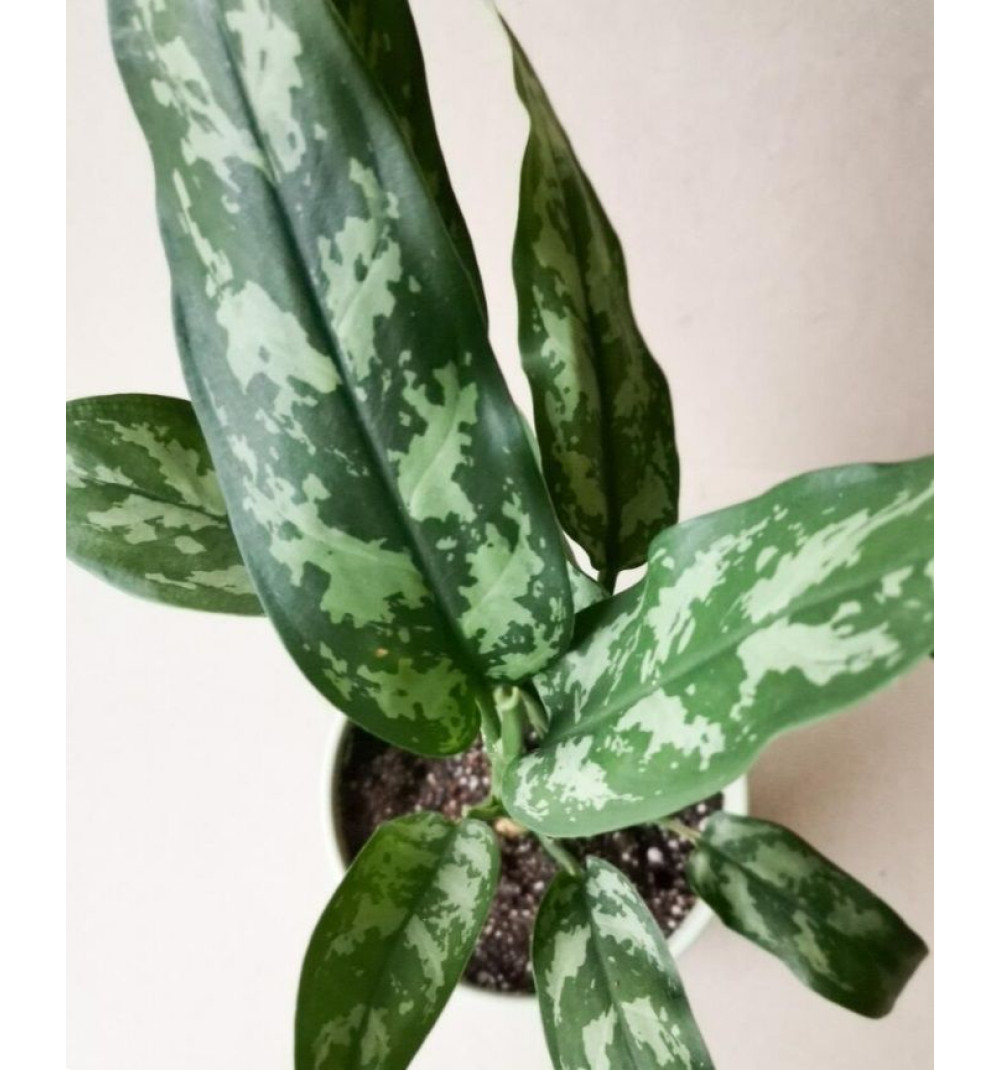 Керамикалық құмырадағы Аглаонема Мари